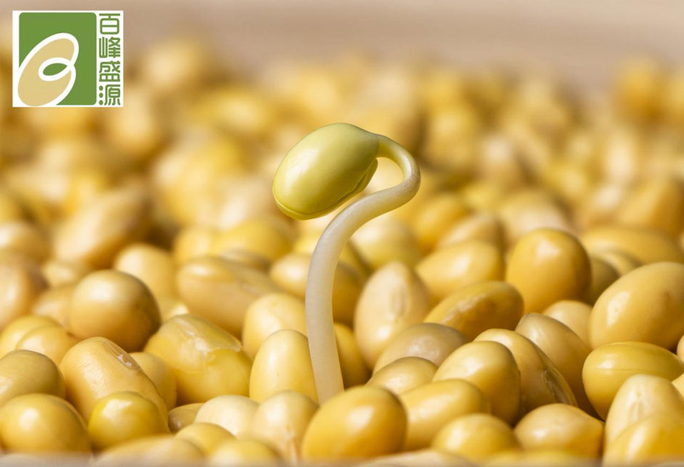 芽菜 百峰盛源